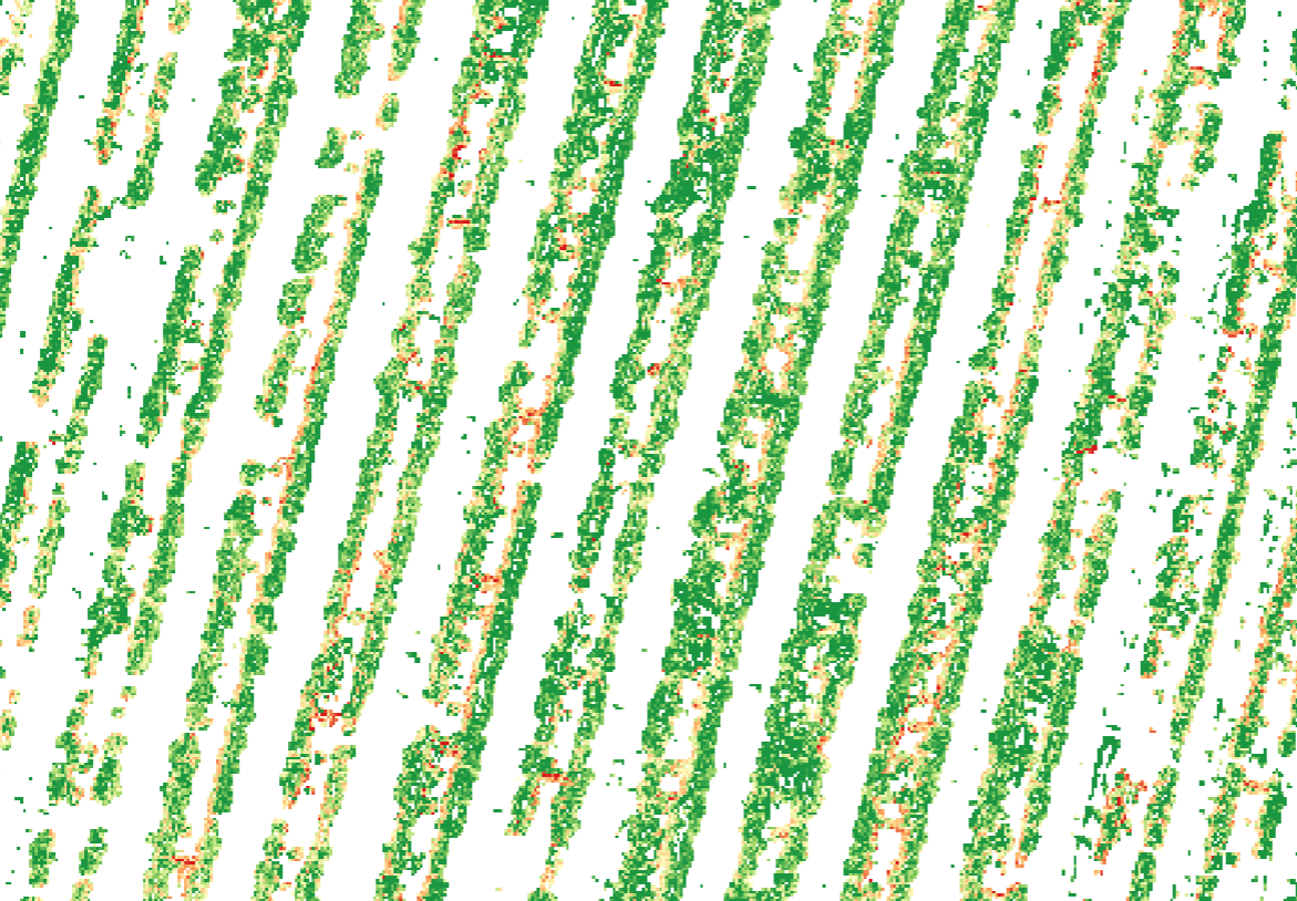 NDVI vigneto con maschera chioma vite: solo la vegetazione della vite isolata dal suolo