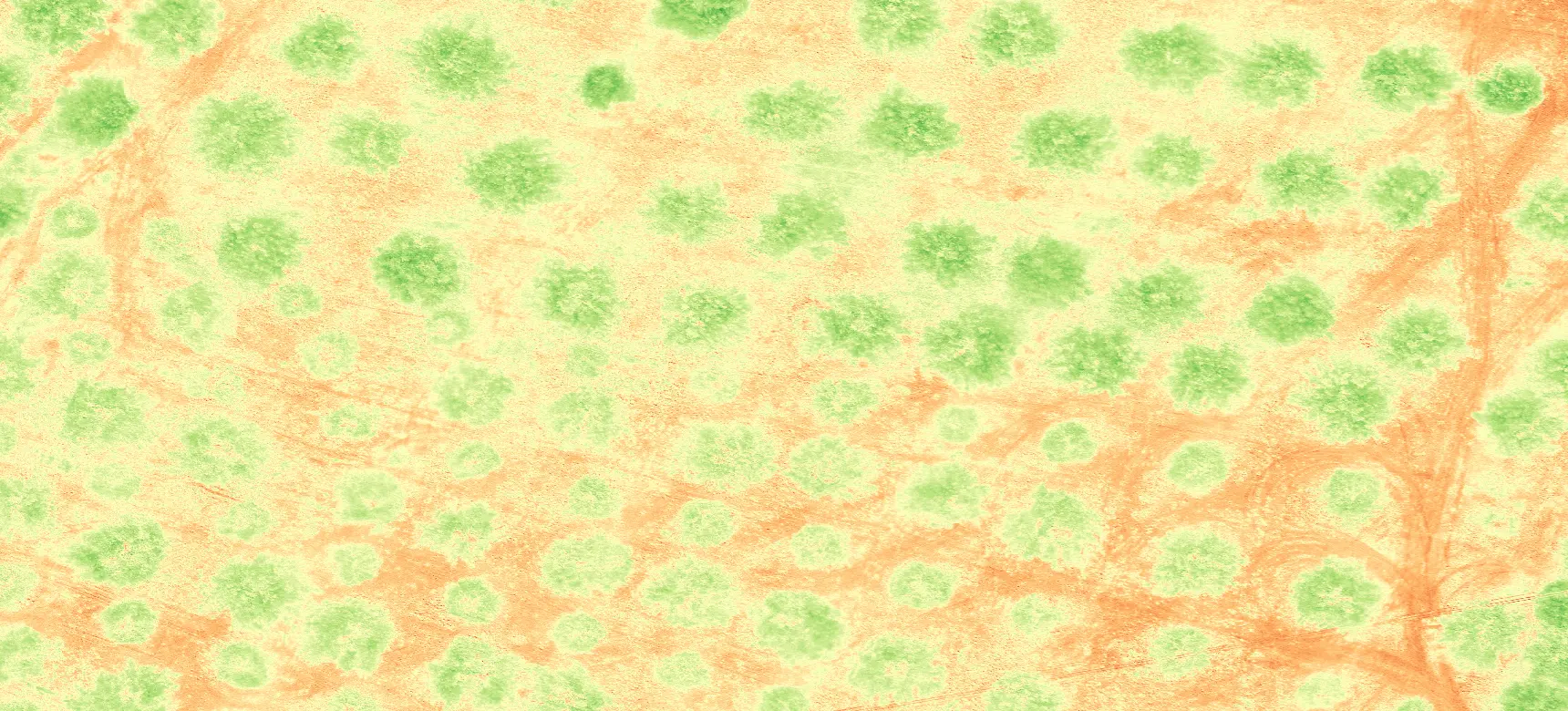 Monitoraggio aereo uliveto - indice NDVI