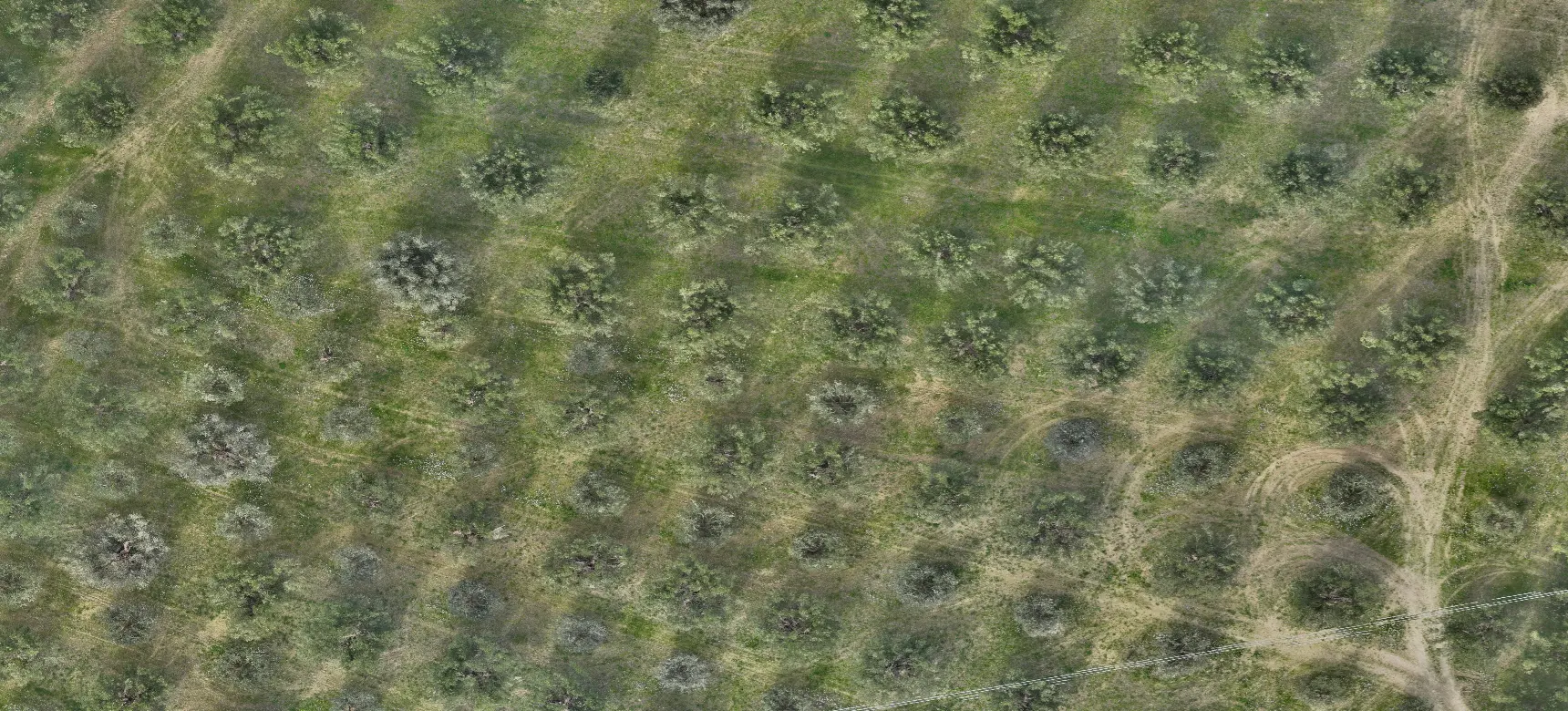 Vista RGB uliveto drone Teramo