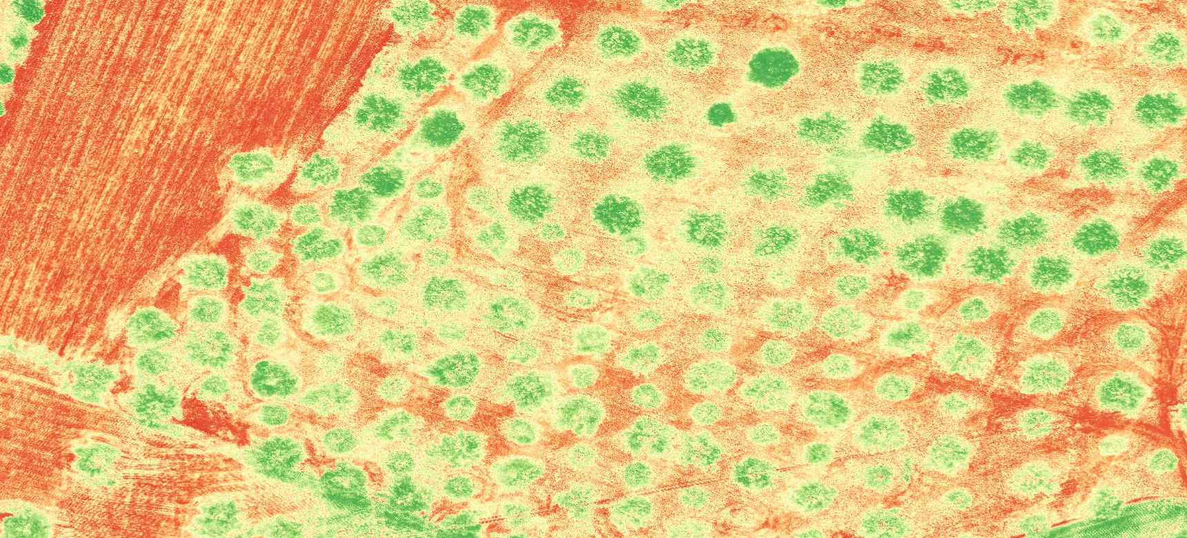 Analisi NDVI del vigneto