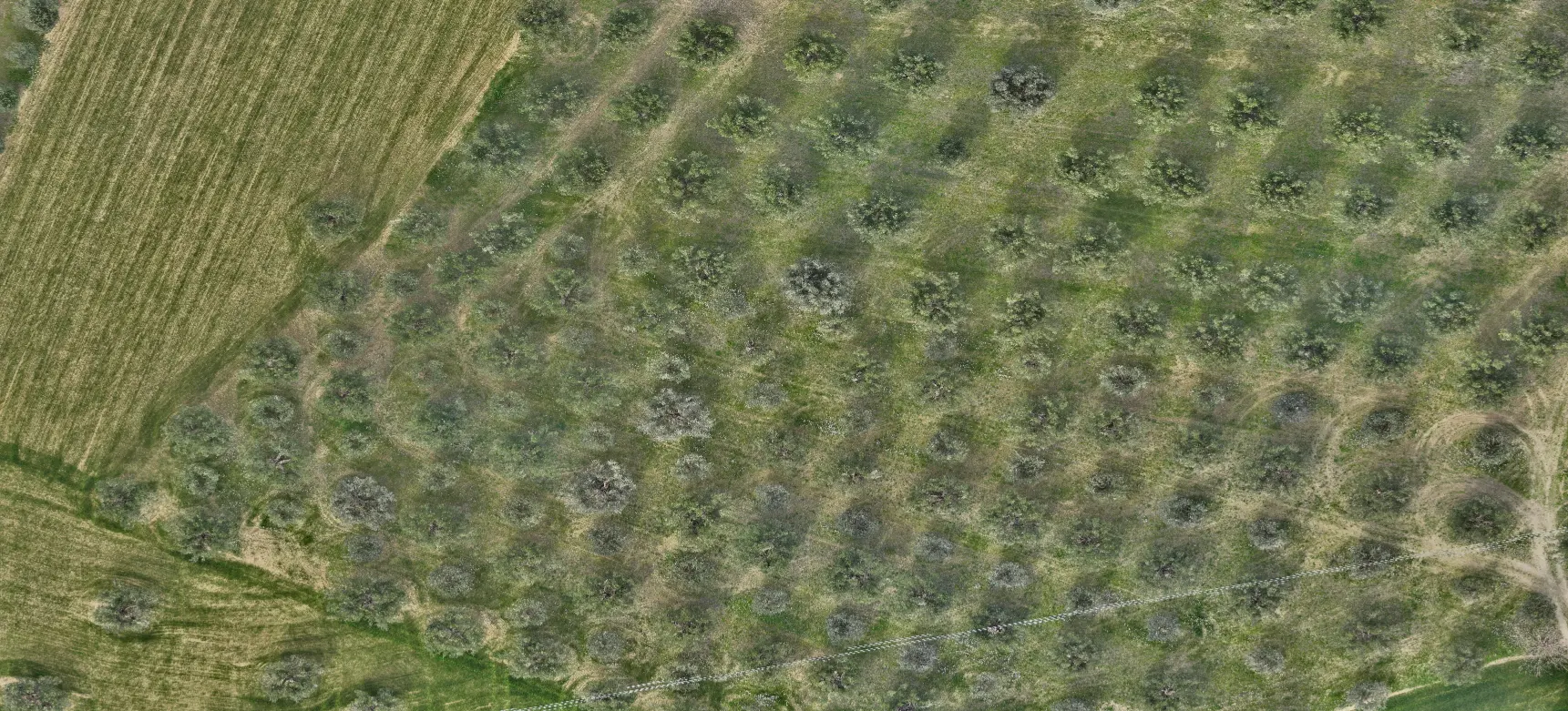 Vista reale RGB di un vigneto da drone